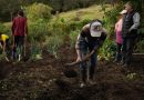 “La Granja del PAE”, la estrategia que siembra futuro y transforma las huertas escolares de Boyacá